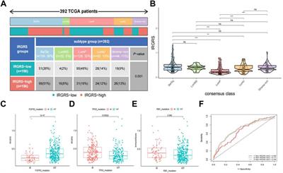 Immune-related gene risk score predicting the effect of immunotherapy and prognosis in bladder cancer patients